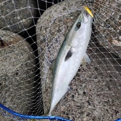 ショアジギング