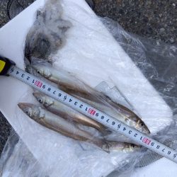 室津のキス釣りく