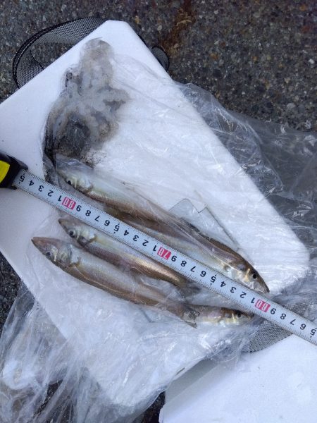 室津のキス釣りく