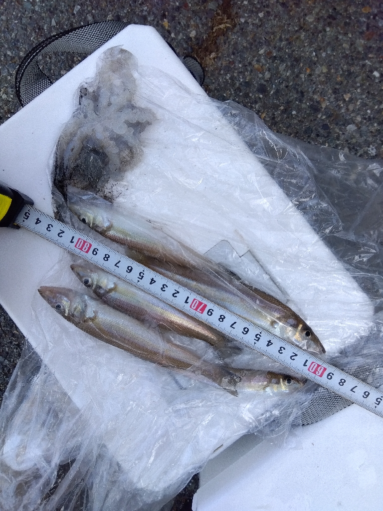 室津のキス釣りく