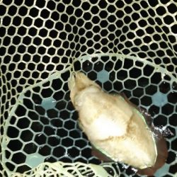 久しぶりにエギング