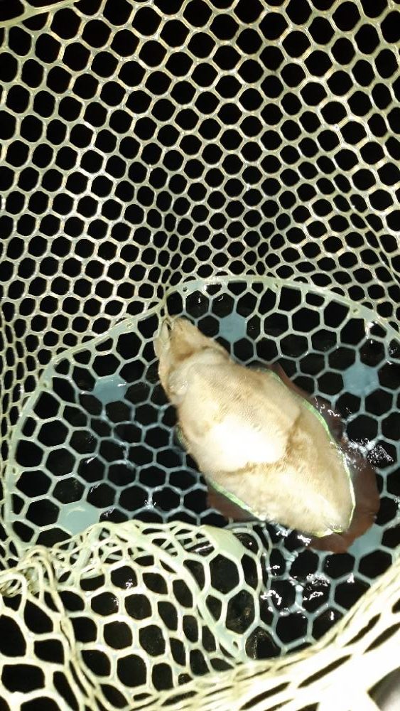 久しぶりにエギング