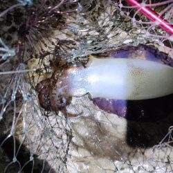 これで最後か。。。