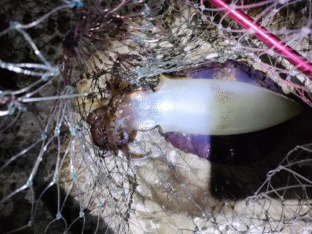 これで最後か。。。