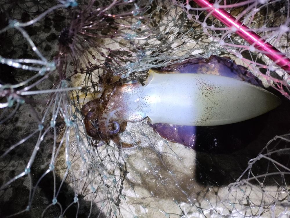 これで最後か。。。