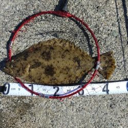 初めてのヒラメ