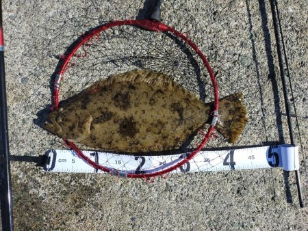 初めてのヒラメ