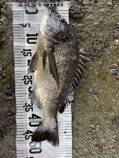 イチノ兄弟（兄）釣果！