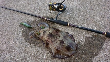 対馬エギング釣果
