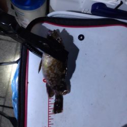 シーサイドコスモ釣行