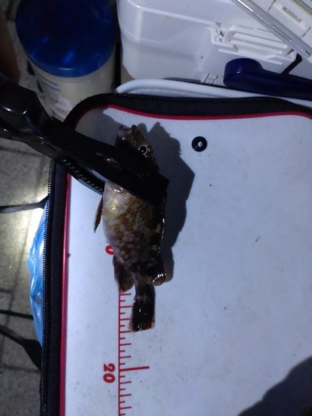 シーサイドコスモ釣行