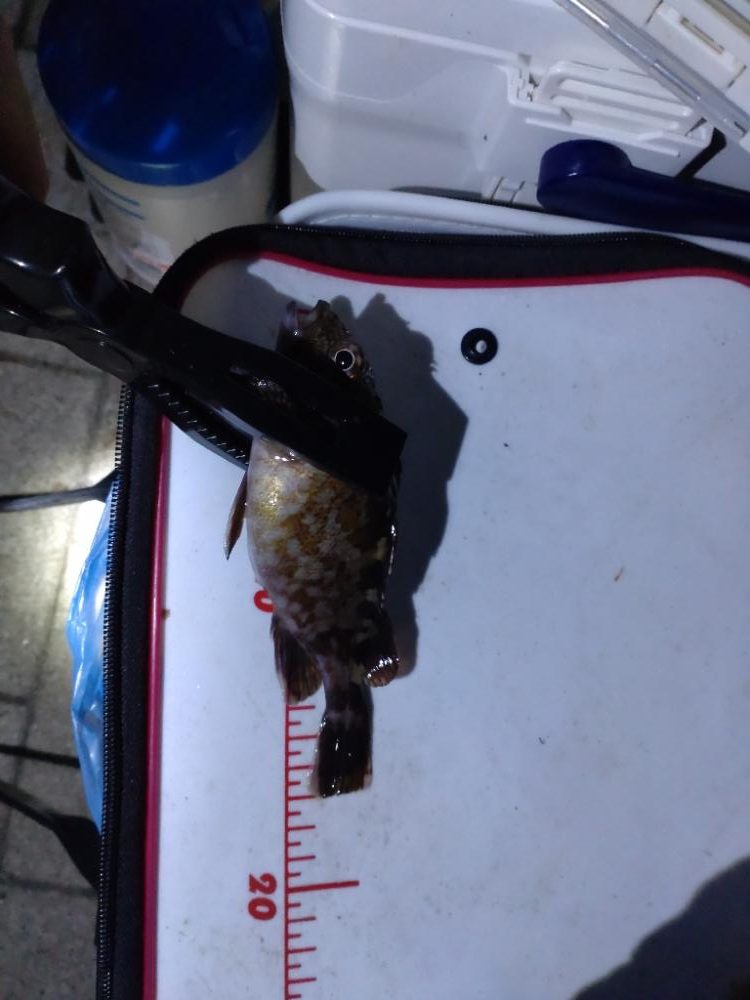 シーサイドコスモ釣行