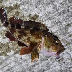 アジ探し@りんくう