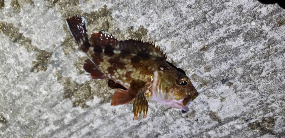 アジ探し@りんくう