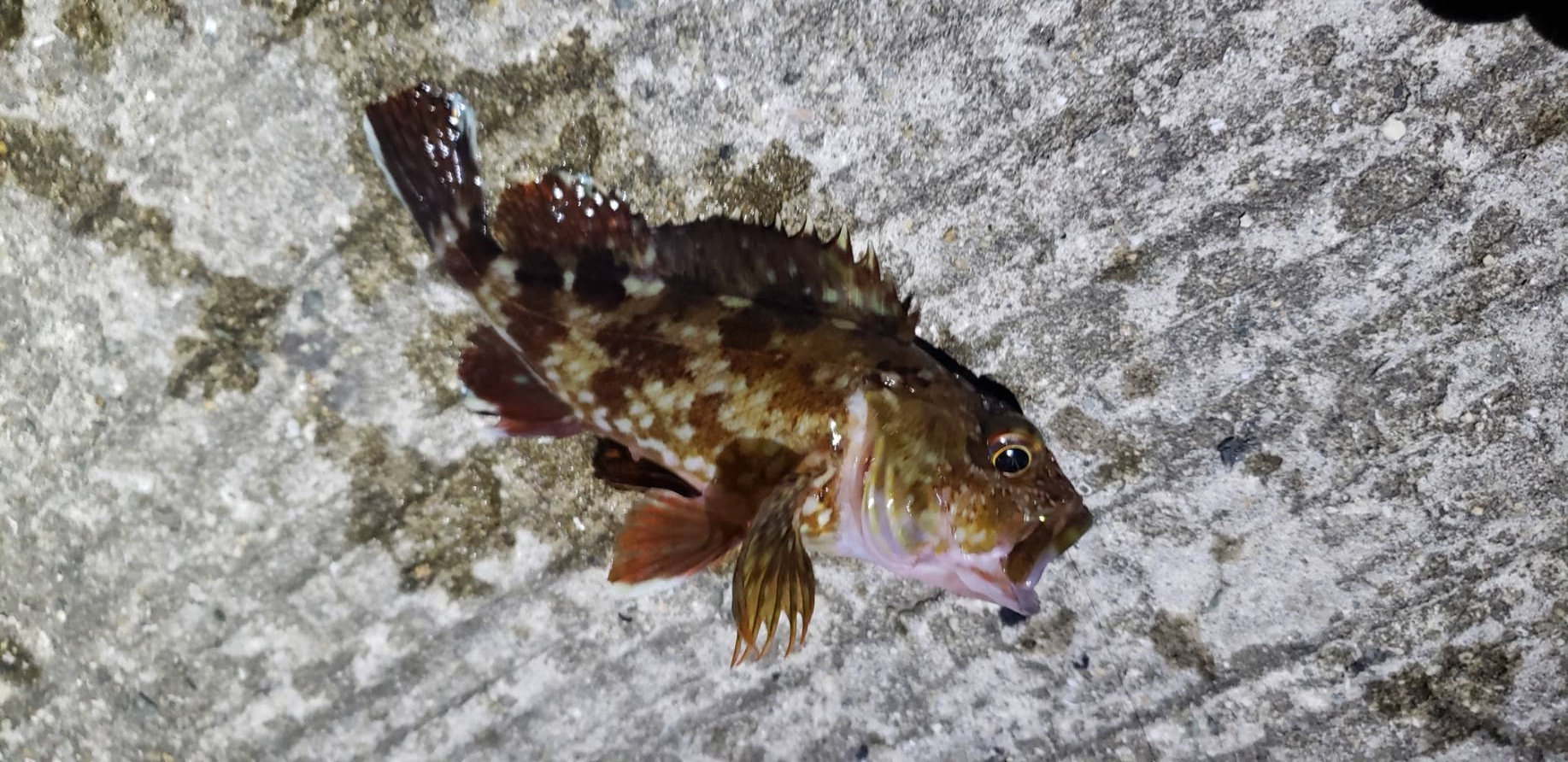 アジ探し@りんくう