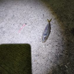 尺アジをさがして。