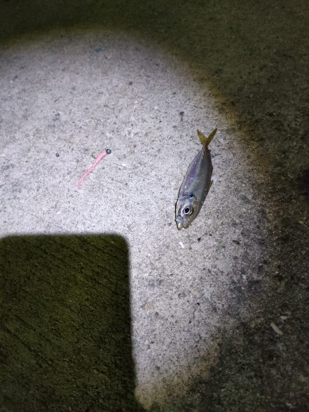 尺アジをさがして。