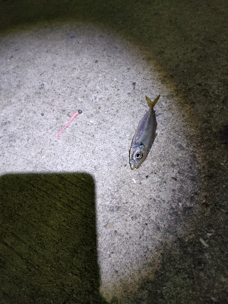 尺アジをさがして。