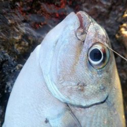 和歌山市江(吉丸渡船)で磯フカセ