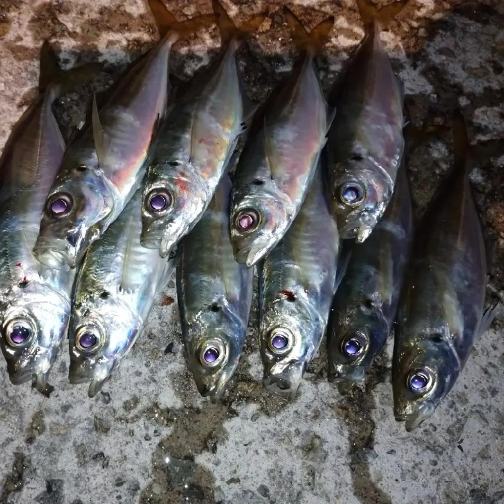 ご近所アジング