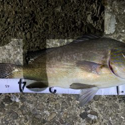 11/5釣果　コロダイ