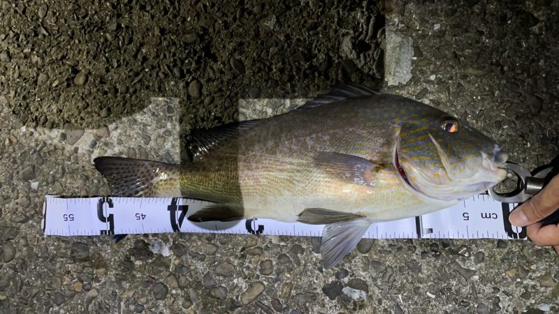 11/5釣果　コロダイ