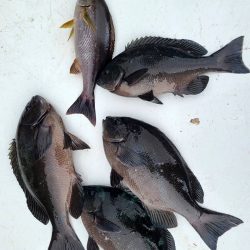 和歌山大引の磯でフカセ釣り