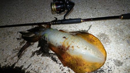 対馬エギング釣果