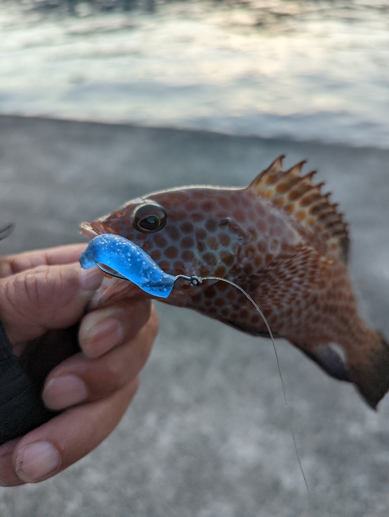 陸っぱり釣行記
