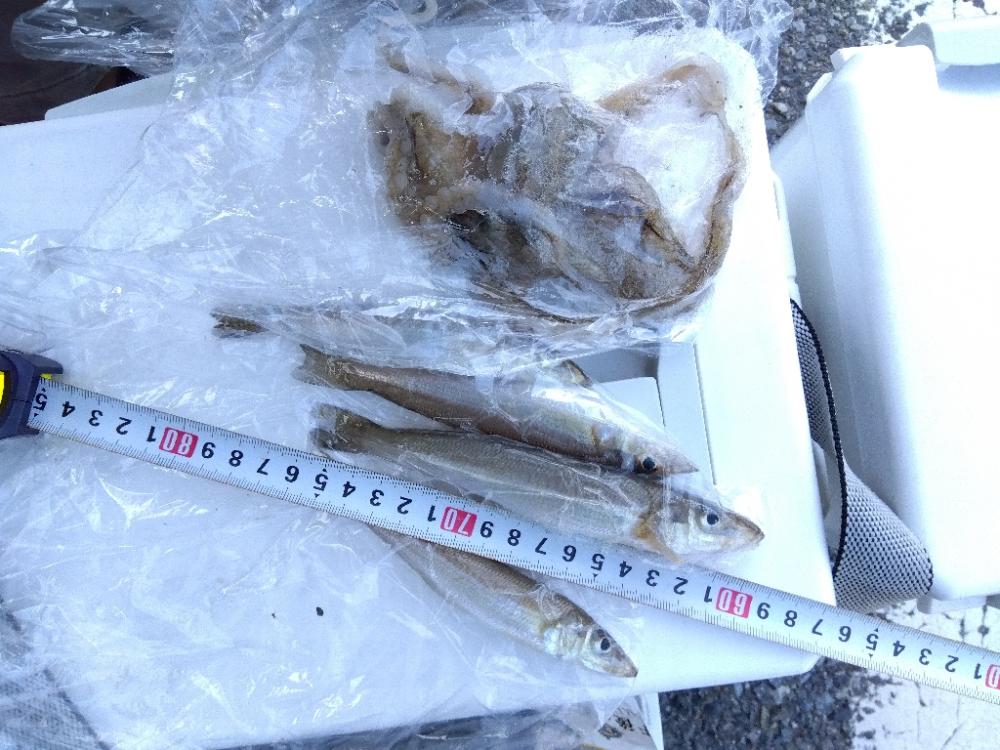 室津のキス釣り