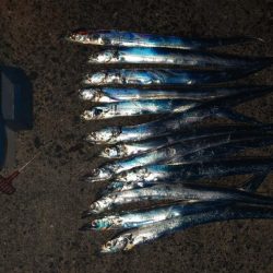 タチウオ好調！