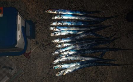 タチウオ好調！