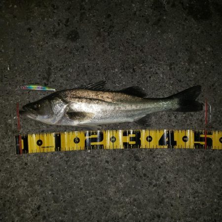 スズキさんおはよう！