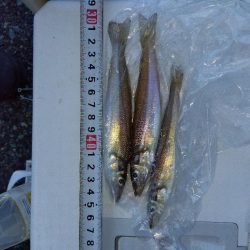 室津のキス釣り