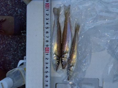 室津のキス釣り