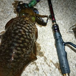 対馬エギング釣果