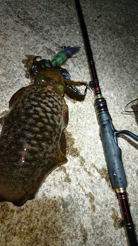 対馬エギング釣果