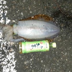 寒いですが朝まず目狙いで！