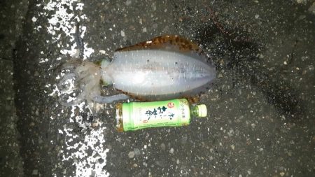 寒いですが朝まず目狙いで！