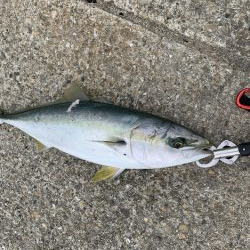 タチウオ不発も飲ませヒット