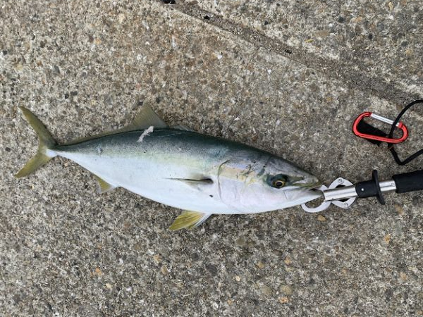 タチウオ不発も飲ませヒット