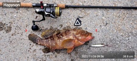 お久しぶりです