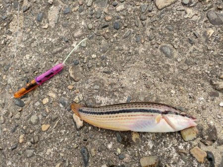 【初心者でも釣れた釣り】自家製エムキャロで…