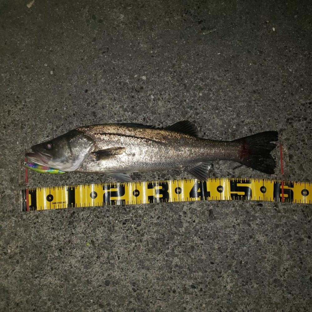 やっと釣れました!