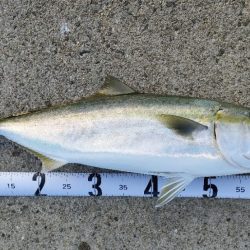 今シーズン青物７匹目はノマセ釣りで。