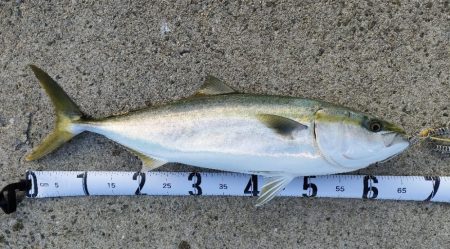 今シーズン青物７匹目はノマセ釣りで。