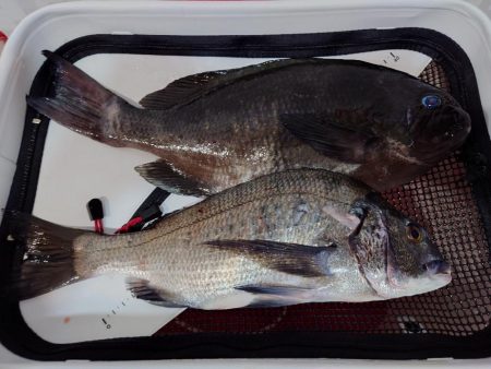 そろそろシーズン突入！？