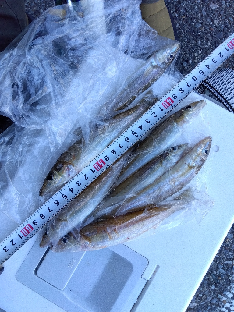 室津のキス釣り