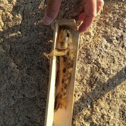 アーバンハゼ釣り