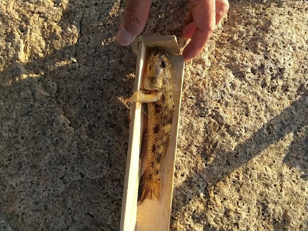 アーバンハゼ釣り